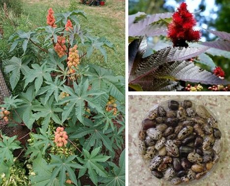 Castor Oil Poisonous