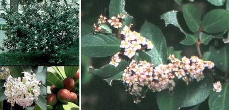 Castor Oil Plant Is Poisonous